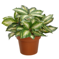 15 in. Hosta Plant in a Brown Round Growers Pot - National Tree Company