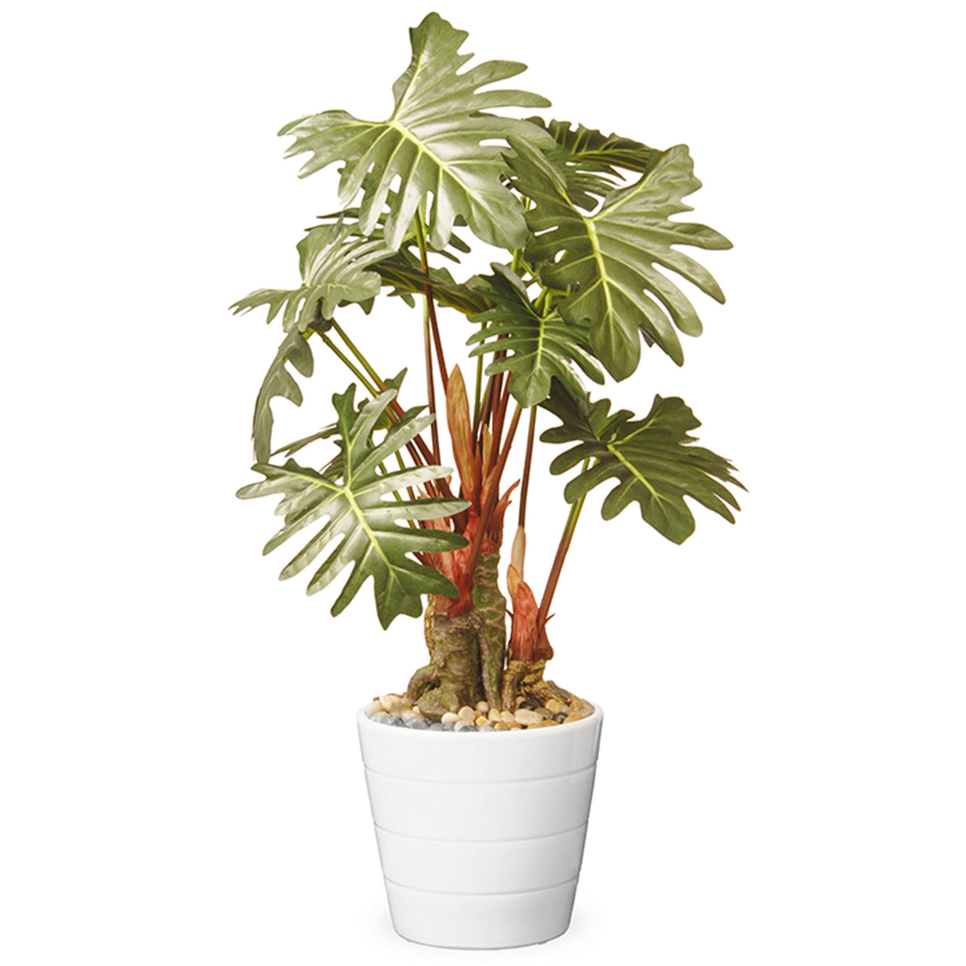 21 in.   Spring Potted Philodendron Plant Decoration Garden Accents in Ceramic Pot - National Tree Company