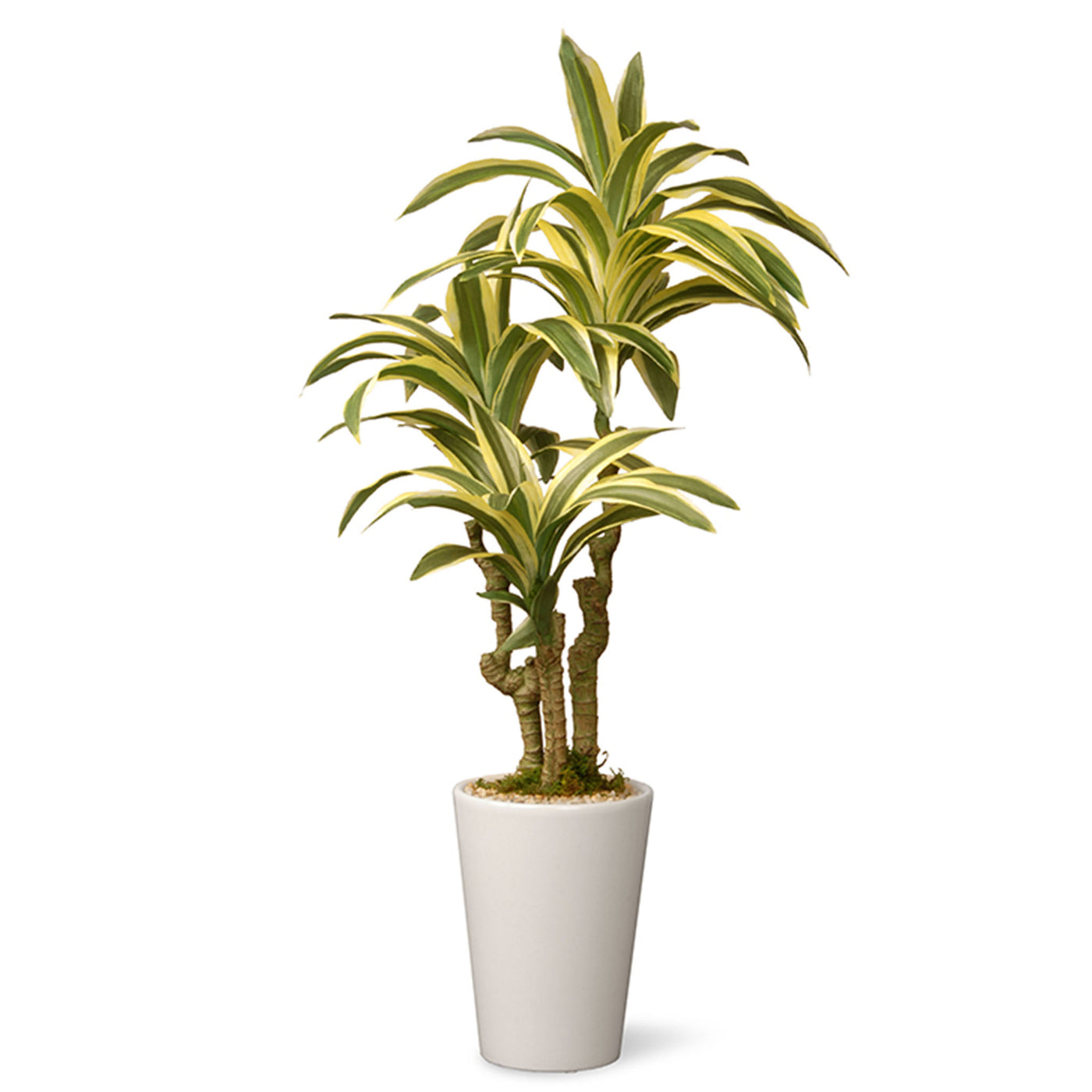 21 in. Spring Dracaena Potted Plant Decoration in a White Ceramic Pot Base - National Tree Company